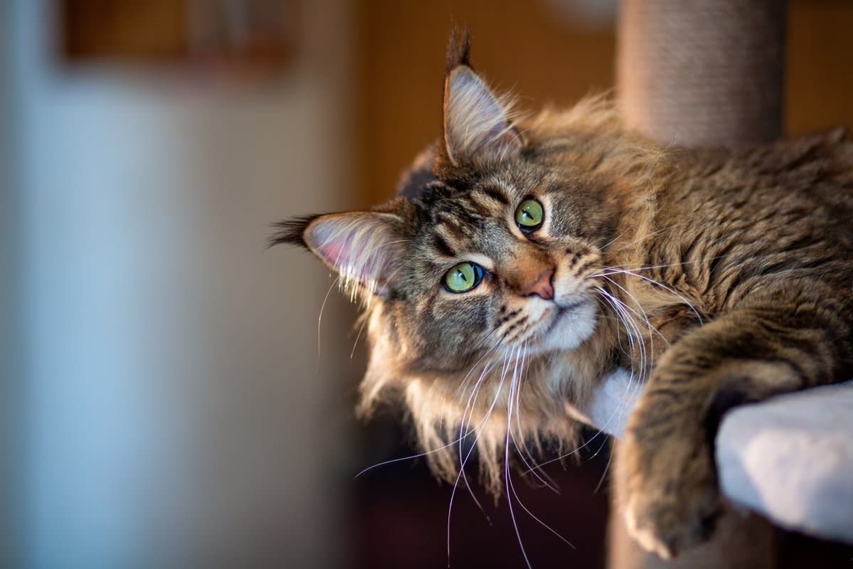 A tabby Maine Coon lounging in a cat tree<p>photosbelkina via Shutterstock</p>