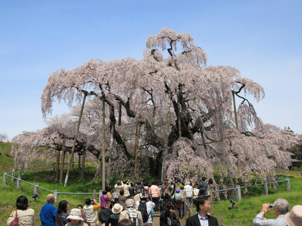 三島瀧櫻 (Photo by京浜にけ, License: CC BY-SA 3.0, Wikimedia Commons提供)