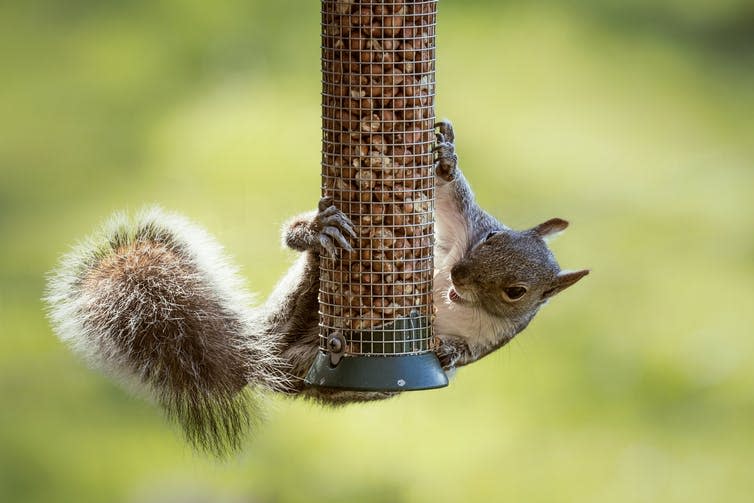 <span class="caption">Grey squirrels didn’t register a threat when in sniffing distance of pine marten scent.</span> <span class="attribution"><a class="link " href="https://www.shutterstock.com/image-photo/eastern-gray-squirrel-stealing-nuts-northumberland-278173925" rel="nofollow noopener" target="_blank" data-ylk="slk:Will Howe/Shutterstock;elm:context_link;itc:0;sec:content-canvas">Will Howe/Shutterstock</a></span>