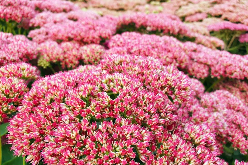 close view of bright pink blossoms of Autumn Joy flower