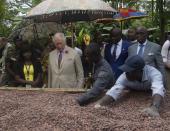 <p>The Prince of Wales tours a cocoa farm with owner, Mr. Agyin Brefo, where he was able to see the different stages of cocoa production. </p>