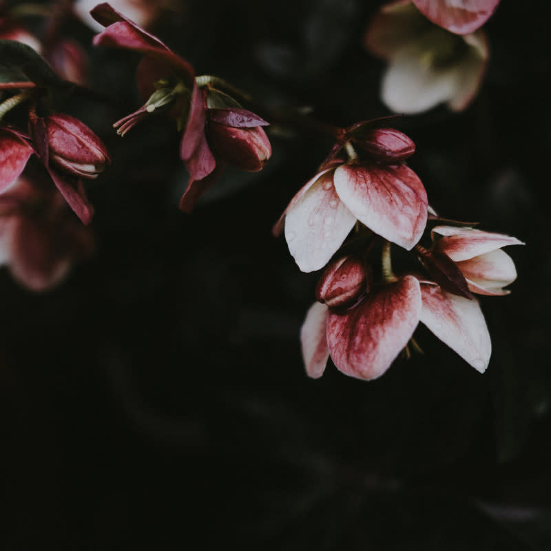 A Christmas rose with fresh rain on it. <p>Annie Spratt/Unsplash</p>