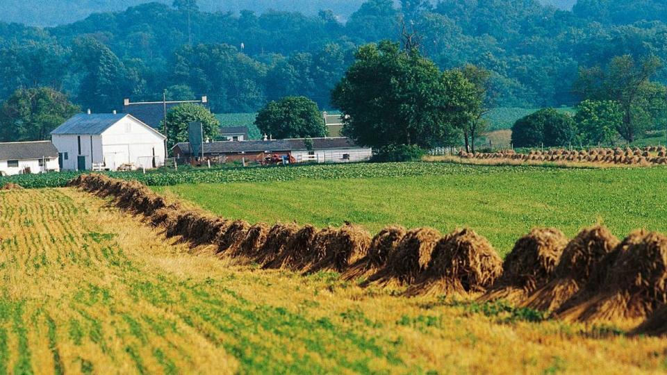 <div>UNITED STATES - APRIL 23: Sheaf of hand-harvested wheat on an Amish farm, Lancaster, Pennsylvania, United States of America. (Photo by DeAgostini/Getty Images)</div>