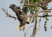 <p>Says Eppley, "Bald Eagles will use the same nest for years, even decades, adding new material to it at the beginning and throughout the nesting season. Normally, they are highly skilled at snapping branches off of trees while in flight. Possibly tired from working nonstop all morning on a new nest, this particular Bald Eagle wasn't showing its best form. Yes, sometimes they miss. Although this looks painful, and it might very well be, the eagle recovers with just a few sweeping wing strokes, and choses to rest a bit before making another lumber run."</p>