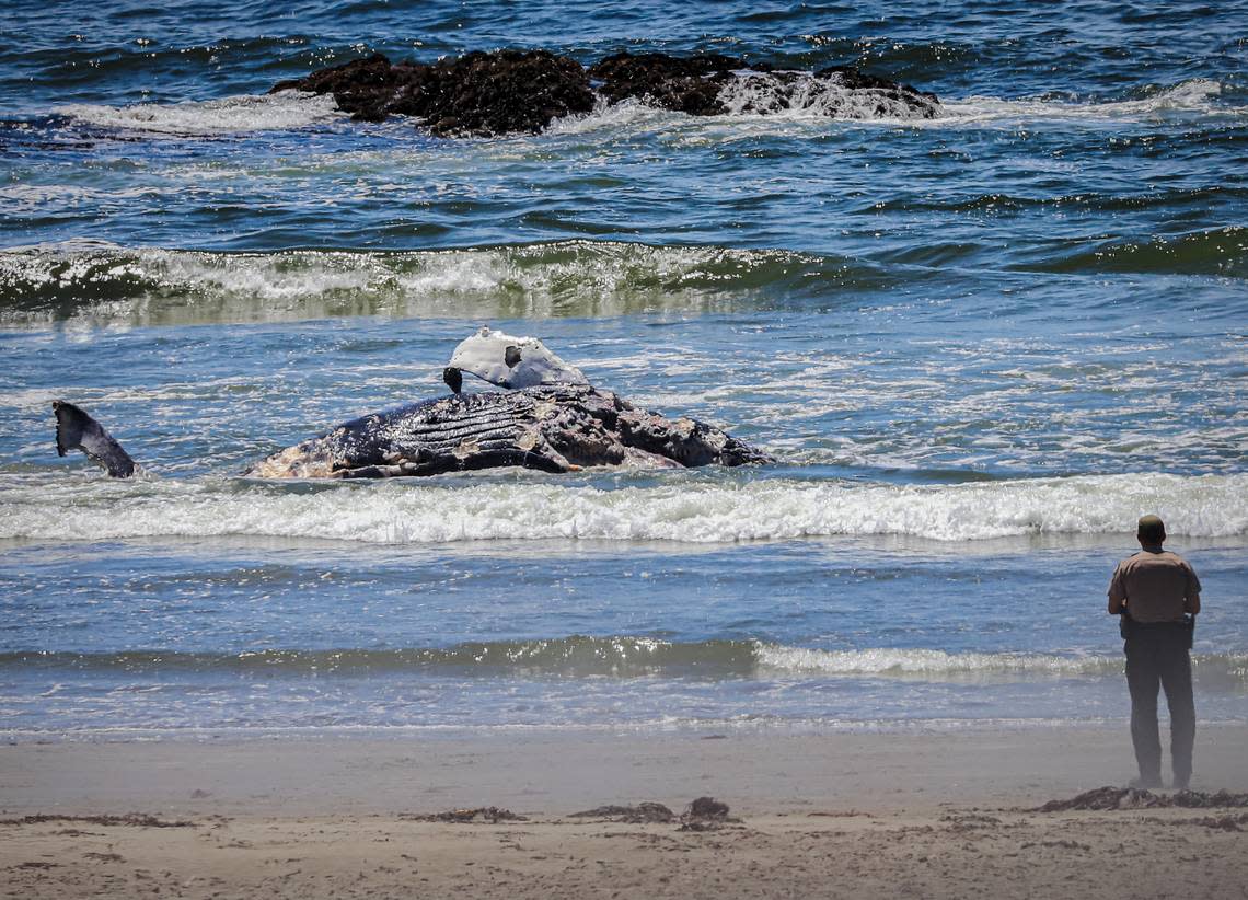 The carcass of a dead humpback whale washed up in the surf Saturday, July 9, 2022, in Cayucos.