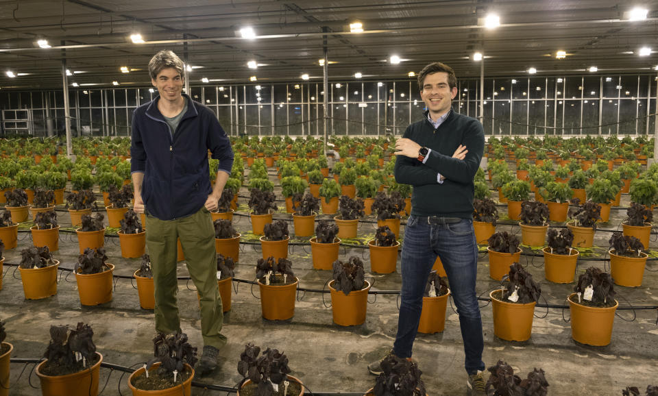 Chief technical officer of PATS Indoor Drone Solutions Kevin van Hecke, left, and CEO Bram Tijmons, right, pose for a picture in a green house in Monster, Netherlands, Thursday Feb. 25, 2021. A Dutch startup is using drones to kill moths in midair as a way of protecting valuable crops in greenhouses that are damaged by caterpillars. PATS Indoor Drone Solutions emerged from the work of a group of students looking for ways to kill mosquitos in their dorm rooms. The drones themselves are very basic, but they are steered by smart technology and special cameras that scan the airspace in greenhouses. When the cameras detect a moth, a drone is set on a collision course with the bug, destroying the bug with its rotors. (AP Photo/Mike Corder)