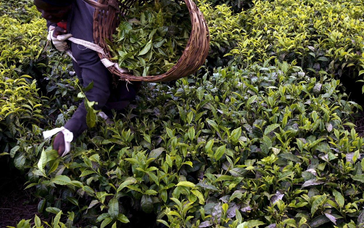 Kenyan tribal land was used for tea production under British coloniual rule - EPA/STEPHEN MORRISON