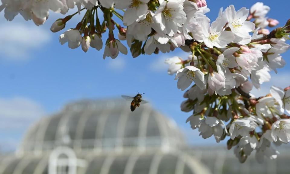 A bee collects pollen from cherry blossom at Royal Botanic Gardens, Kew, London, Britain.