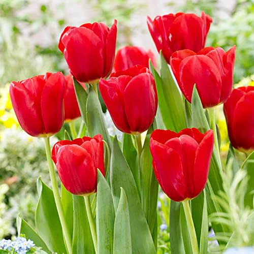 QAUZUY GARDEN Red Matador Jumbo Tulip 100 Seeds Liliaceae Perennial Showy Stunning Spring Bulbs Seeds for Garden Home Striking Flower Easy to Grow