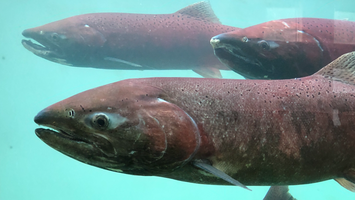 Protecting salmon and their habitats were of central focus during a recent parliamentary committee. Yukon First Nations and advocates are calling on Ottawa for more action. (Claudiane Samson/CBC/Radio-Canada - image credit)