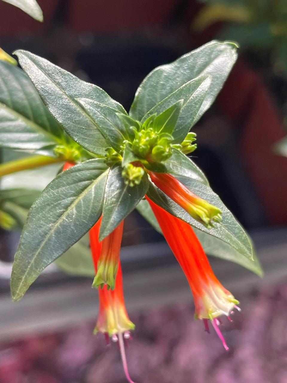 Cigar plant has petite tubular flowers that hummingbirds love to visit for nectar, making it a great choice for a patio container.
