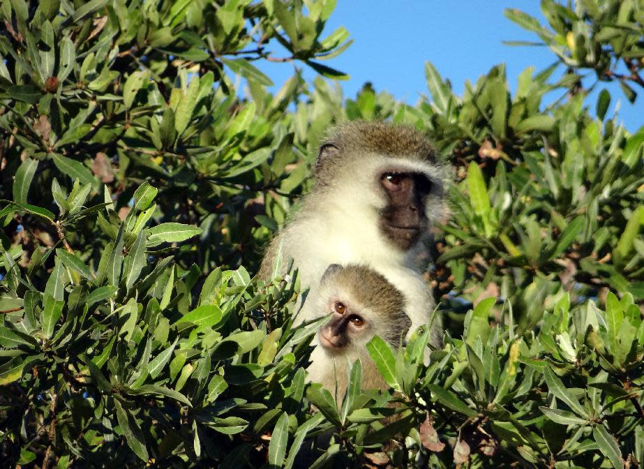 This April 2012 photo shows an adult vervet monkey holding a young one in the trees at Phinda Private Game Reserve, near the town of Hluhluwe, in Kwazulu-Natal province, South Africa. Phinda’s luxury lodges are spread over 56,000 acres and seven habitats, from the savanna to the unique sand forest. Rangers take visitors on drives to observe the Big Five (Cape buffalo, elephant, leopard, lion and rhino) and other animals roaming freely in protected open spaces. (AP Photo/Matthew Craft)