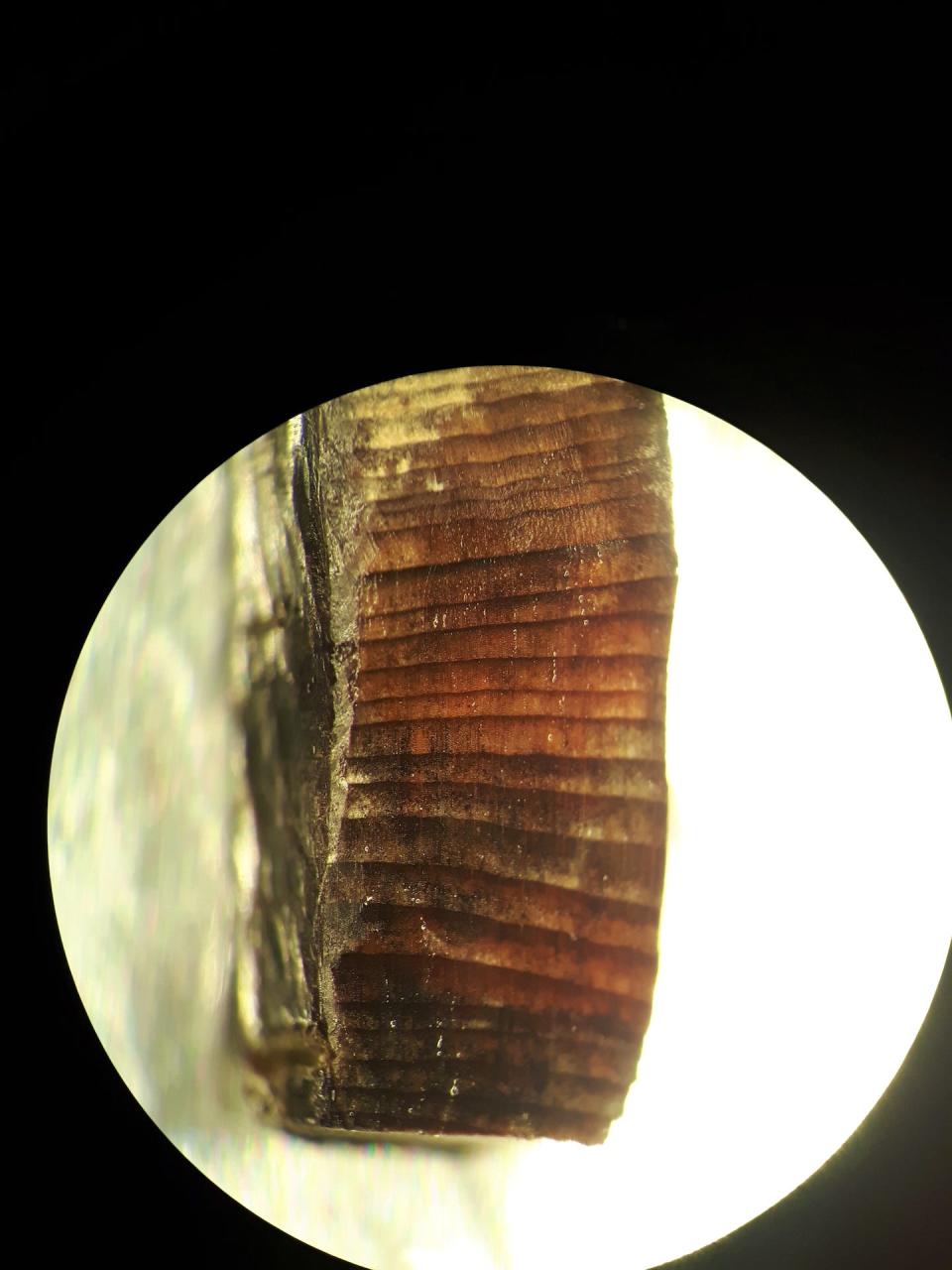 Microscope image of a wood fragment from L’Anse aux Meadows, Newfoundland.