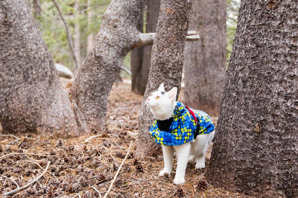 Cat visits every national park