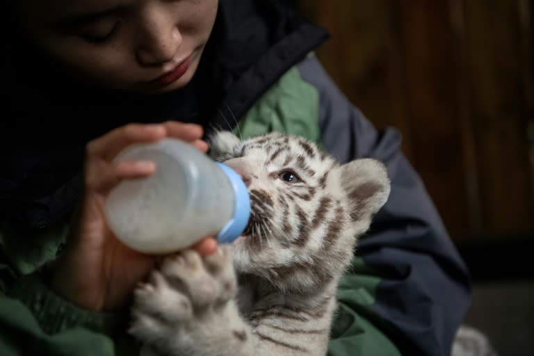 Breeders help the new mother feed the cubs and assist with looking after them