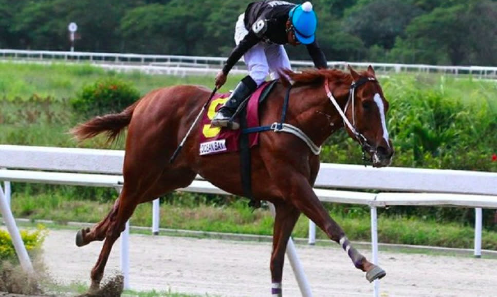 El caballo Ocean Bay en una carrera (Foto: Twitter/@DiarioTalCual)