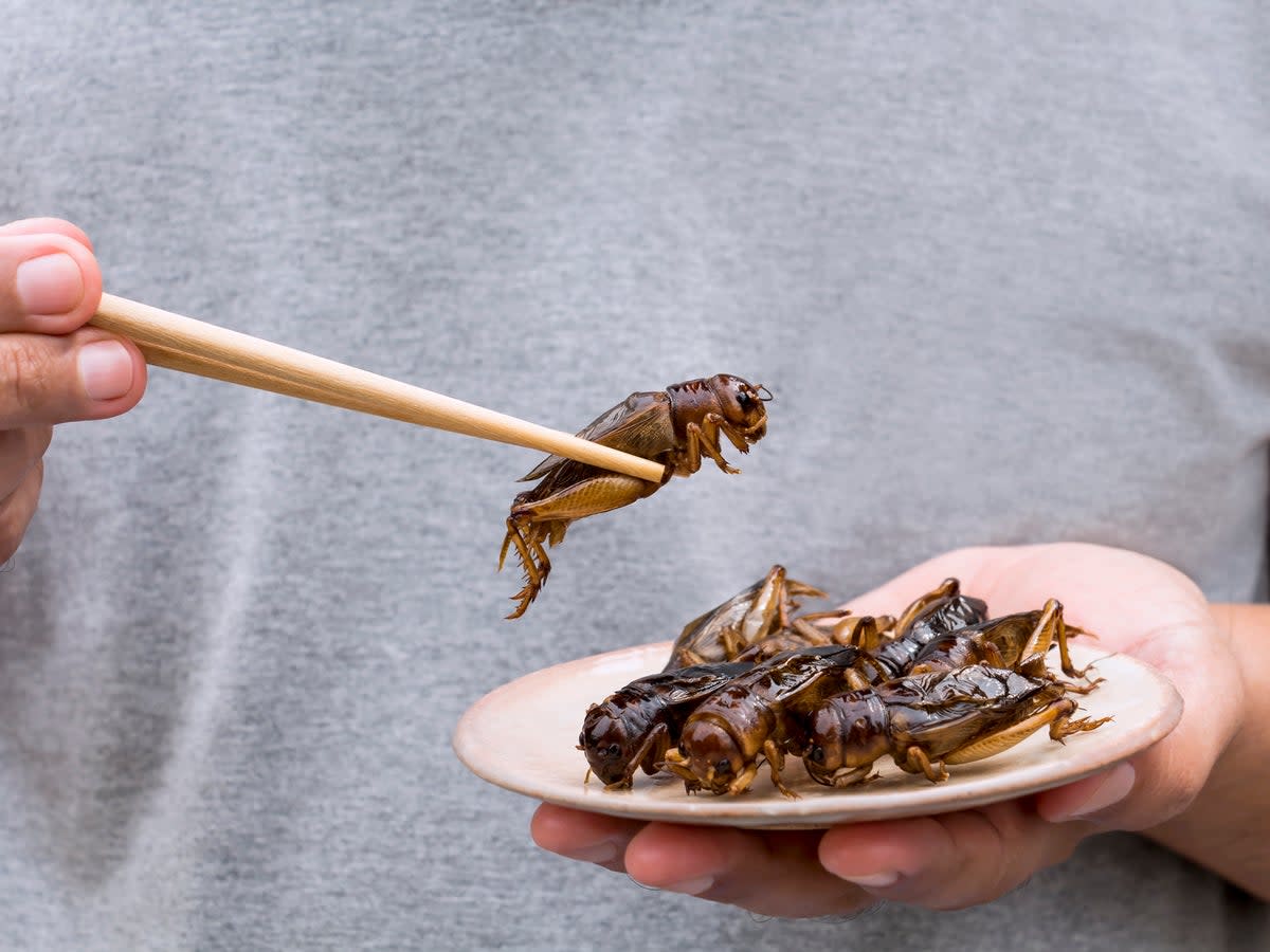 Crickets and other critters have been eaten around the world for thousands of years  (Getty)