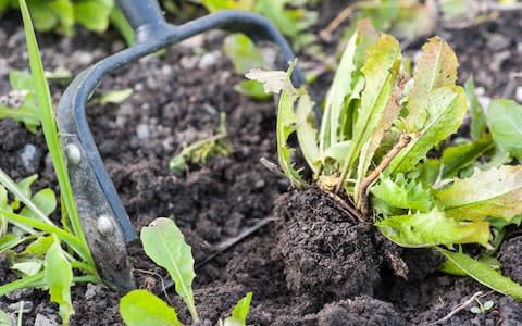 Closeup of garden tool cultivating a garden - Credit: Alamy