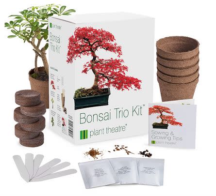 Treat a plant lover to this bonsai tree set they can grow on their desk