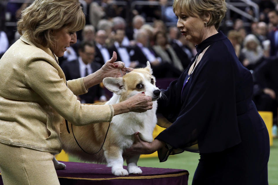Herding group judge Peggy Beisel-McIlwaine examines a corgi at the 143rd Westminster Kennel Club Dog show at Madison Square Garden in New York, Feb. 11, 2019. (Photo: Caitlin Ochs/Reuters)