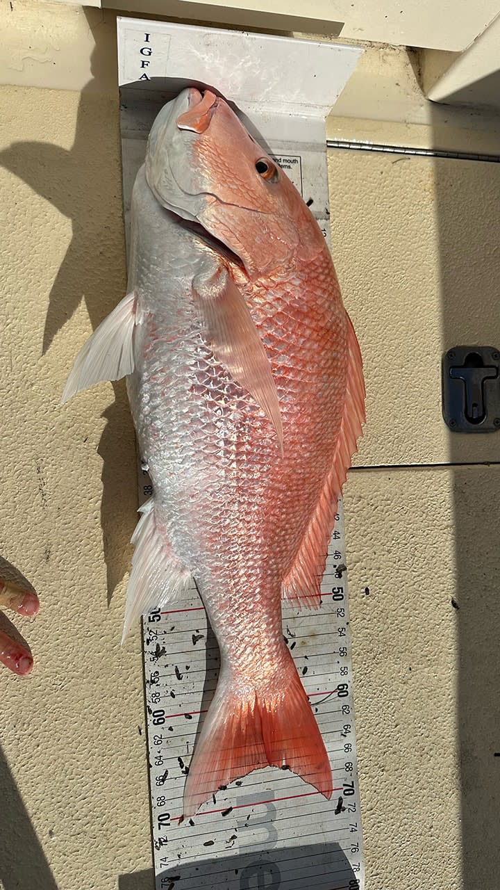 red snapper record fish Julia Bernstein