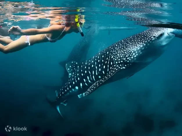 exotic travel destination - Oslob Whale Shark Watching Experience in Cebu