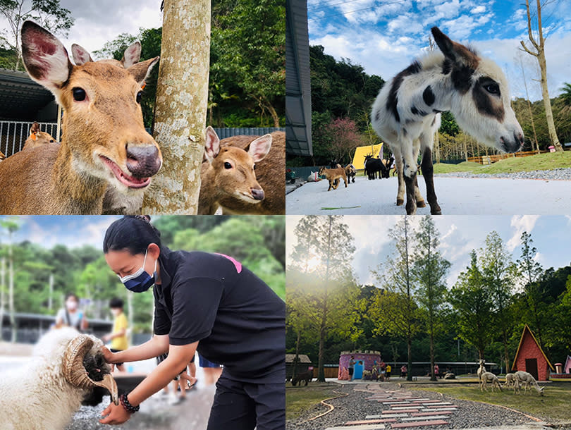 可愛動物區內能與自然放牧的動物們餵食互動