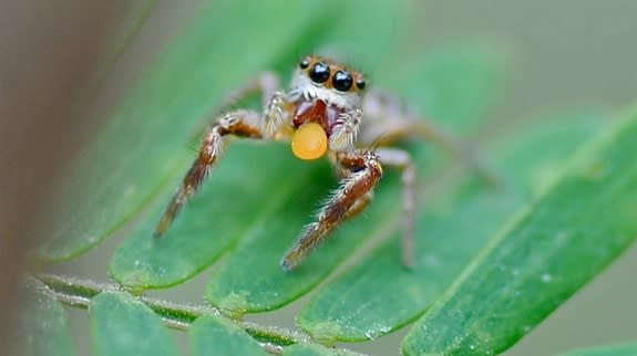 A juvenile jumping spider (<em>Baheera kiplingi</em>) eating a Beltian body, or a detachable leaflet tip from an acacia tree, in Akumal Mexico. Beltian.