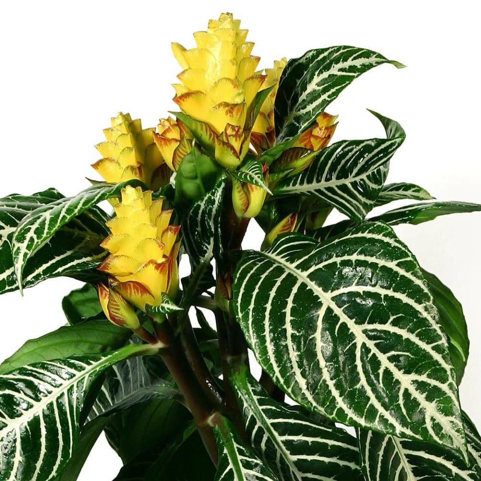 <p><a href="https://go.redirectingat.com?id=74968X1596630&url=https%3A%2F%2Fwww.homedepot.com%2Fp%2Fnational-PLANT-NETWORK-5-5-in-Aphelandra-Zebra-Plant-with-Yellow-Blooms-HD1742%2F329650602&sref=https%3A%2F%2Fwww.veranda.com%2Foutdoor-garden%2Fg60812978%2Findoor-blooming-plants%2F" rel="nofollow noopener" target="_blank" data-ylk="slk:Shop Now;elm:context_link;itc:0;sec:content-canvas" class="link ">Shop Now</a></p><p>Zebra Plant</p><p>homedepot.com</p><p>$25.04</p>