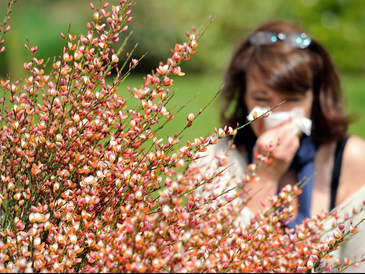 The Met Office has issued a red warning for pollen in some parts of the UK (Picture: AFP via Getty Images)  (AFP via Getty Images)