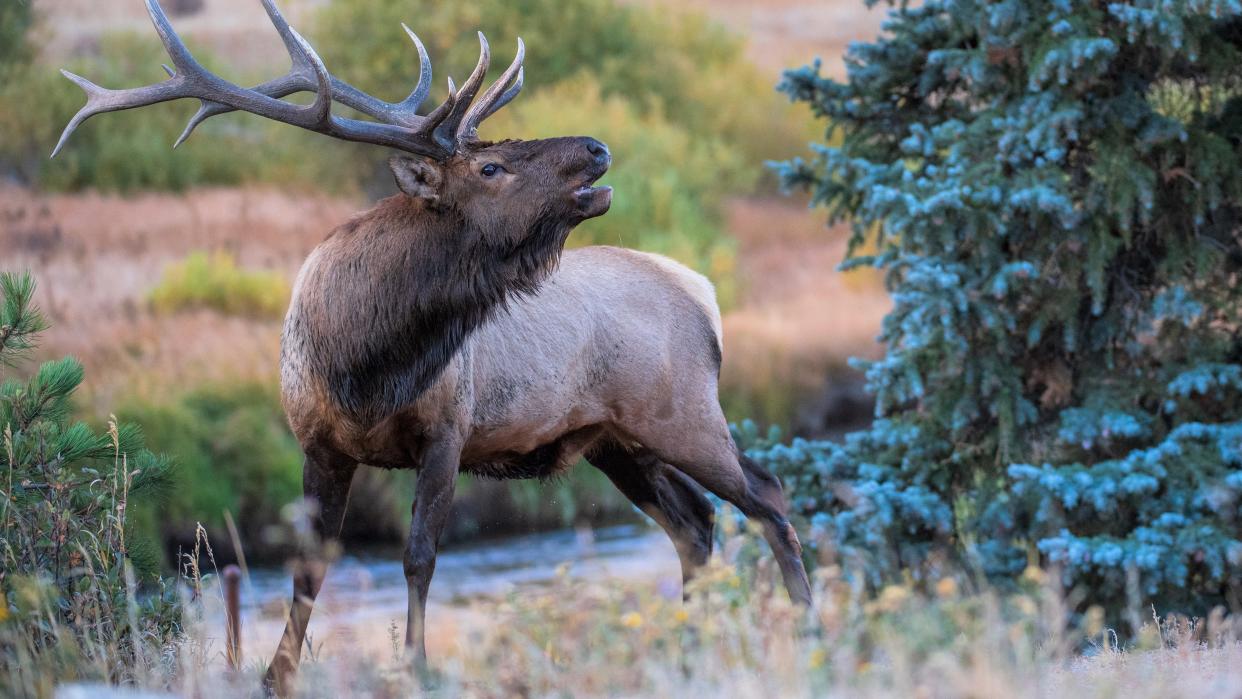  Bull elk bugling at Rocky Mountain National Park 