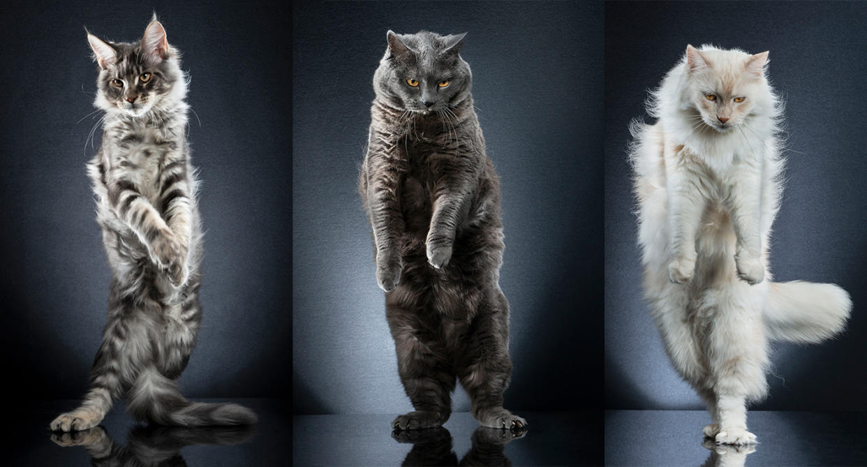 Alexis Reynaud captures these amazing and hilarious pictures of cats standing on their hind legs. (Photo: Alexis Reynaud/Caters News)