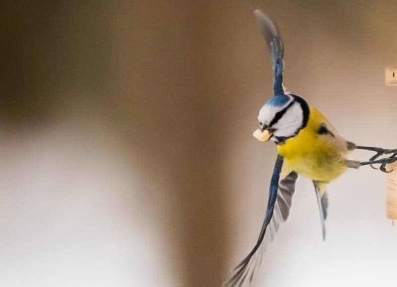 Blue Tits and other small bird species will surely appreciate your DIY bird feeder in winter. Christoph Soeder/dpa/dpa