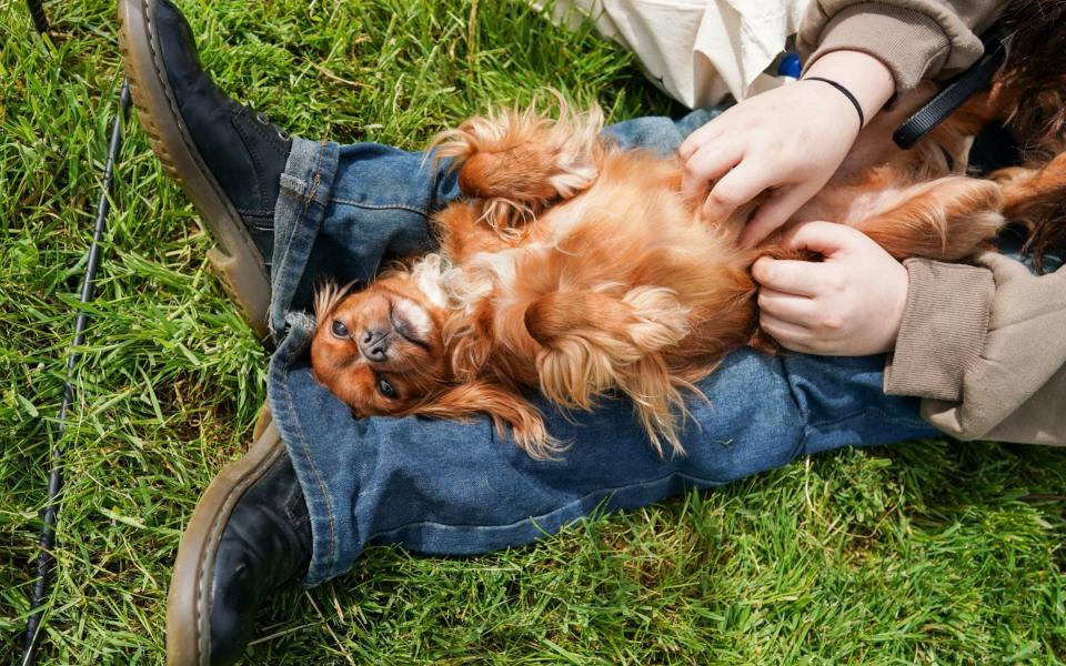 Pets at Home inflation profits -  Ian Forsyth/Getty Images