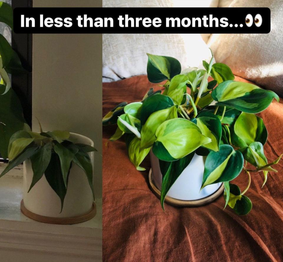 This trailing plant has beautiful, highly variegated leaves and doesn't require too much upkeep.<br /><br /><strong>Promising review</strong>: "The leaves were absolutely pristine, and the plant was bigger than I had anticipated. <strong>No brown tips and no signs of pests.</strong> Well-packaged and shipped quickly! It's been three months and it is doing great." &mdash; <a href="https://www.awin1.com/cread.php?awinmid=6220&amp;awinaffid=837483&amp;clickref=HPThingsMakePeopleThinkExpertPlantParent--60bf9219e4b04694aec40c23&amp;ued=https%3A%2F%2Fwww.etsy.com%2Flisting%2F783601694%2Fbrasil-philodendron-variegated-tropical" target="_blank" rel="nofollow noopener noreferrer" data-skimlinks-tracking="5929401" data-vars-affiliate="AWIN" data-vars-campaign="SHOPexpertplantparentforbes4-20-21-5929401" data-vars-href="https://www.awin1.com/cread.php?awinmid=6220&amp;awinaffid=304459&amp;clickref=SHOPexpertplantparentforbes4-20-21-5929401&amp;ued=https%3A%2F%2Fwww.etsy.com%2Flisting%2F783601694%2Fbrasil-philodendron-variegated-tropical" data-vars-link-id="16644646" data-vars-price="" data-vars-product-id="21088050" data-vars-product-img="https://i.etsystatic.com/14339179/r/il/e4b27f/2946747420/il_1588xN.2946747420_a7gv.jpg" data-vars-product-title="Brasil Philodendron - Variegated - Tropical Houseplant" data-vars-redirecturl="https://bloomscape.com/product/philodendron-brasil/" data-vars-retailers="etsy" data-ml-dynamic="true" data-ml-dynamic-type="sl" data-orig-url="https://www.awin1.com/cread.php?awinmid=6220&amp;awinaffid=304459&amp;clickref=SHOPexpertplantparentforbes4-20-21-5929401&amp;ued=https%3A%2F%2Fwww.etsy.com%2Flisting%2F783601694%2Fbrasil-philodendron-variegated-tropical" data-ml-id="35">Anna Ward<br /><br /></a><a href="https://www.awin1.com/cread.php?awinmid=6220&amp;awinaffid=837483&amp;clickref=HPThingsMakePeopleThinkExpertPlantParent--60bf9219e4b04694aec40c23&amp;ued=https%3A%2F%2Fwww.etsy.com%2Flisting%2F783601694%2Fbrasil-philodendron-variegated-tropical" target="_blank" rel="noopener noreferrer"><strong>Get it from Brumley and Bloom on Etsy for $7.65+ (available in three sizes).</strong></a>