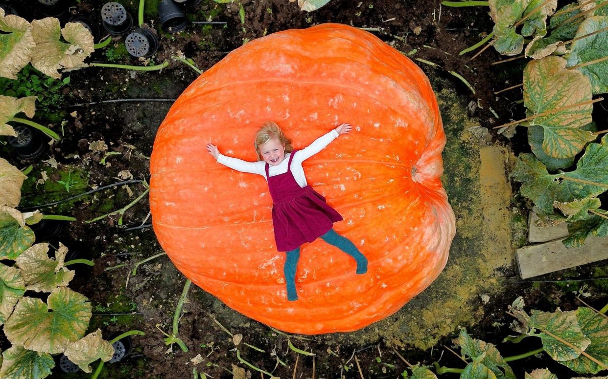 Ian's granddaughter Etta Syrett lies on a giant pumpkin