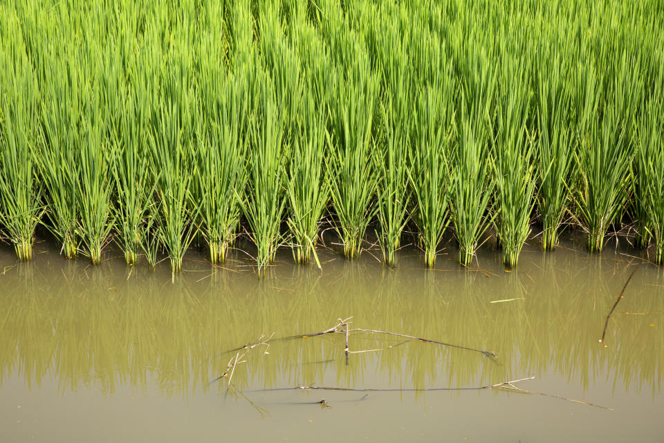 Rice plants growing on the edge of a paddy field on the 2nd of October 2018 in Satkhira District, Bangladesh. Recently salt resistant paddy has been developed offering hope to farmers whos crop is affected by climate change.  Satkhira is a district in southwestern Bangladesh and is part of Khulna Division. It lies along the border with West Bengal, India. It is on the bank of the Arpangachhia River. (photo by Andrew Aitchison / In pictures via Getty Images)