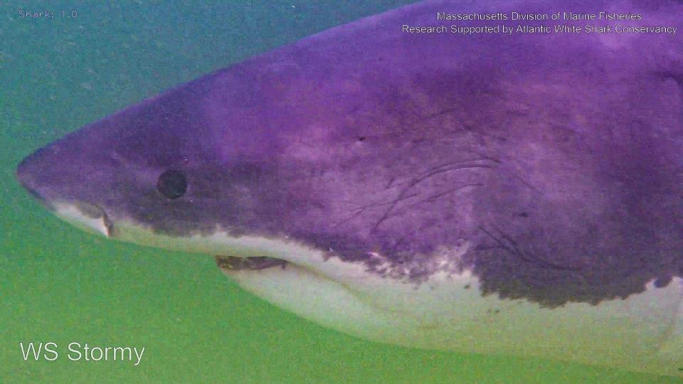 Atlantic white shark Stormy was one of the returning sharks researchers with the Atlantic White Shark Conservancy saw during the summer of 2023. The 11-foot female comes to the Cape every summer and fall.