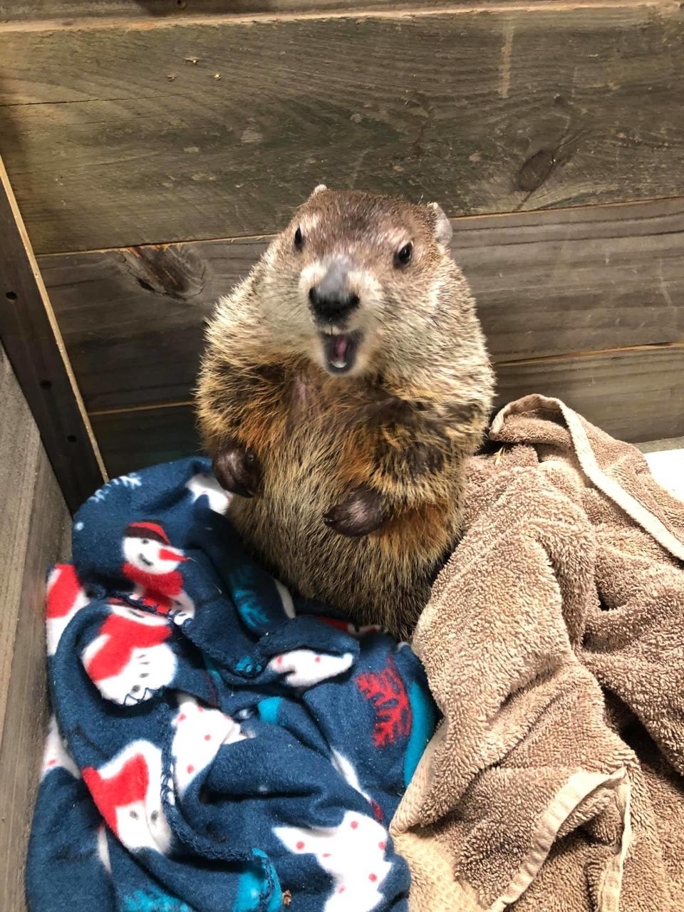 Grubby is a popular groundhog celebrated in Hope, Ind.