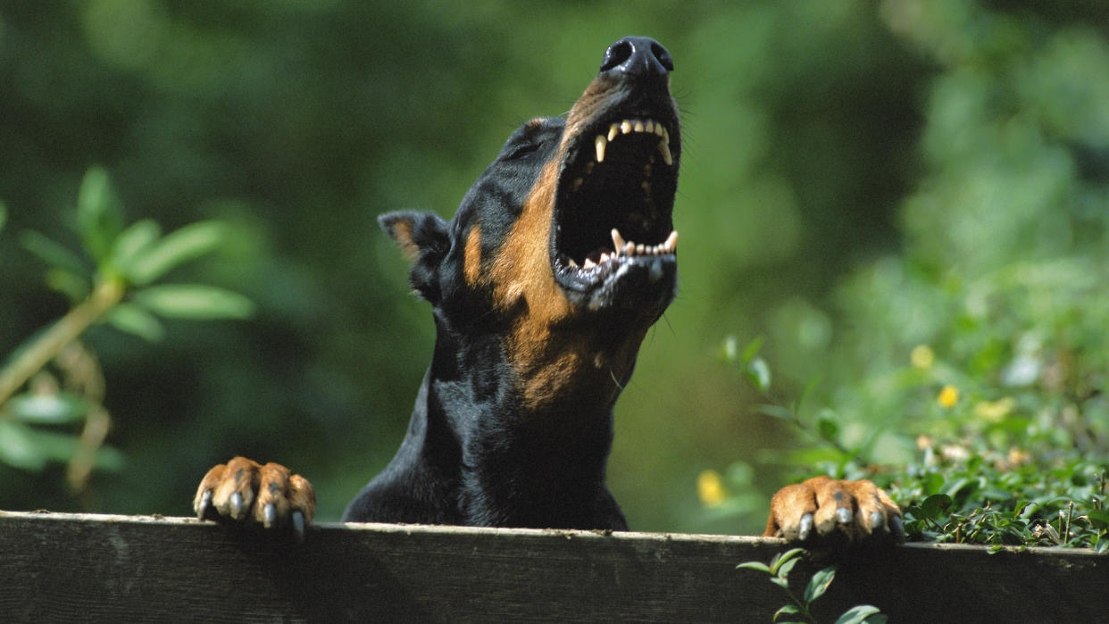 Barking Doberman over fence