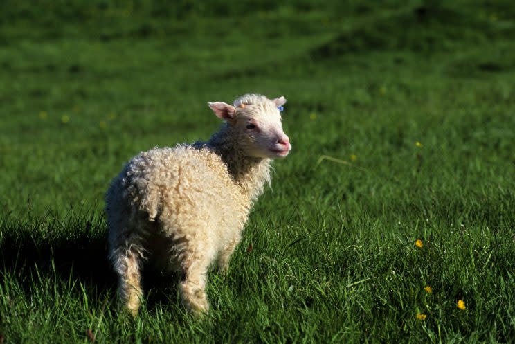 The City of Guelph to reconsider proposal to have sheep, goats as domestic pet. Photo from Getty Images.
