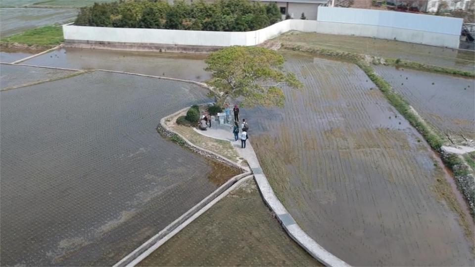 銅鑼熱門打卡景點　超萌「龍貓土地公」就在田中央