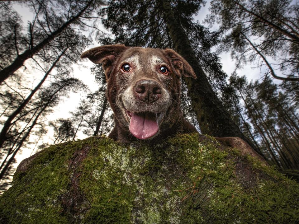 Bailee. (Photo: Catsdog Photography/Caters News)