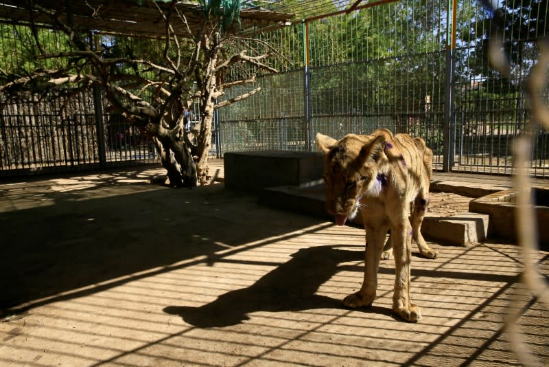 A malnourished lion walks inside its cage at the Al-Qureshi Park in Khartoum