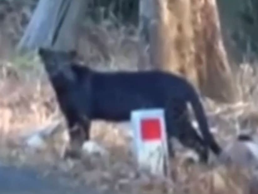 Rare black leopard captured on film in India