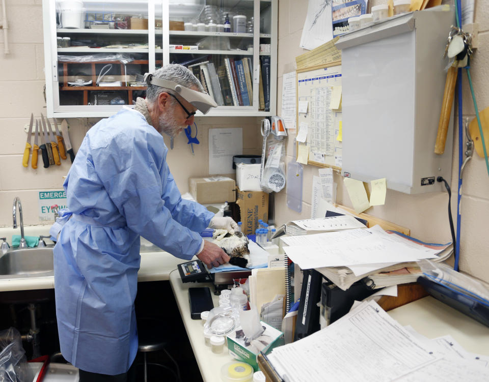 Biologist Joe Okoniewski weighs a dead red-breasted merganser duck at the New York State Department of Environmental Conservation's wildlife health unit on Thursday, March 6, 2014, in Delmar, N.Y. Hundreds of fish-eating ducks, mostly red-breasted mergansers, have been found dead along lakes Erie and Ontario, where unusually heavy ice cover has made it hard for the birds to get the minnows they depend on. (AP Photo/Mike Groll)