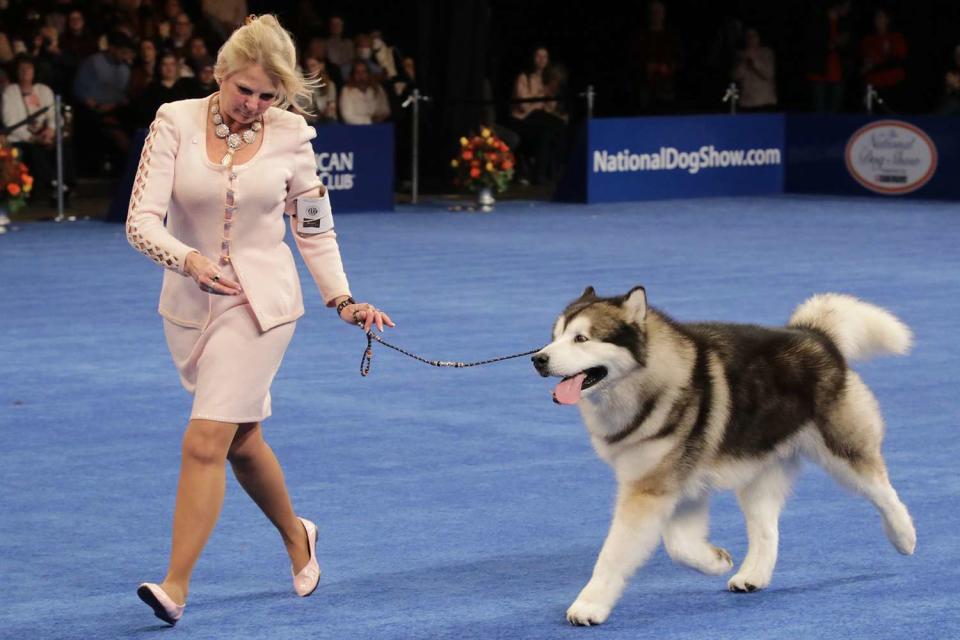 <p>Bill McCay/NBC via Getty</p> An Alaskan Malamute competing at the 2022 National Dog Show