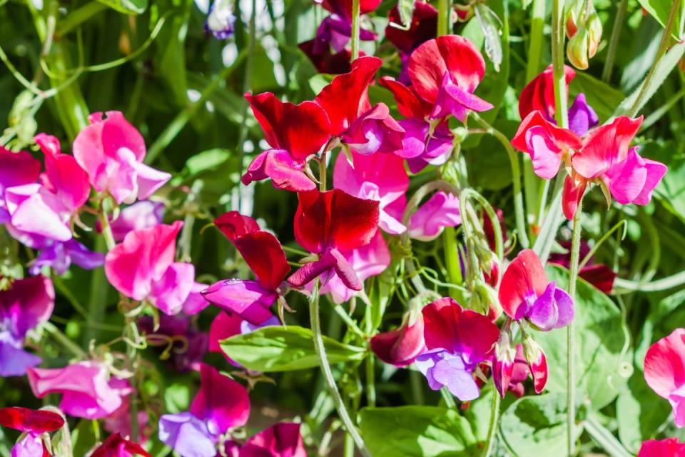 sweet pea flowers in the garden