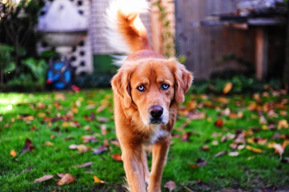 Goberian dog focus on the camera