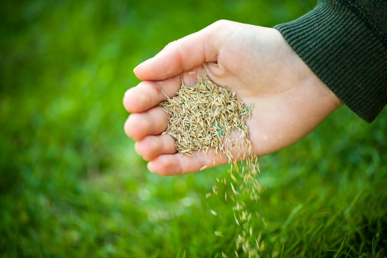 Holding grass seed.